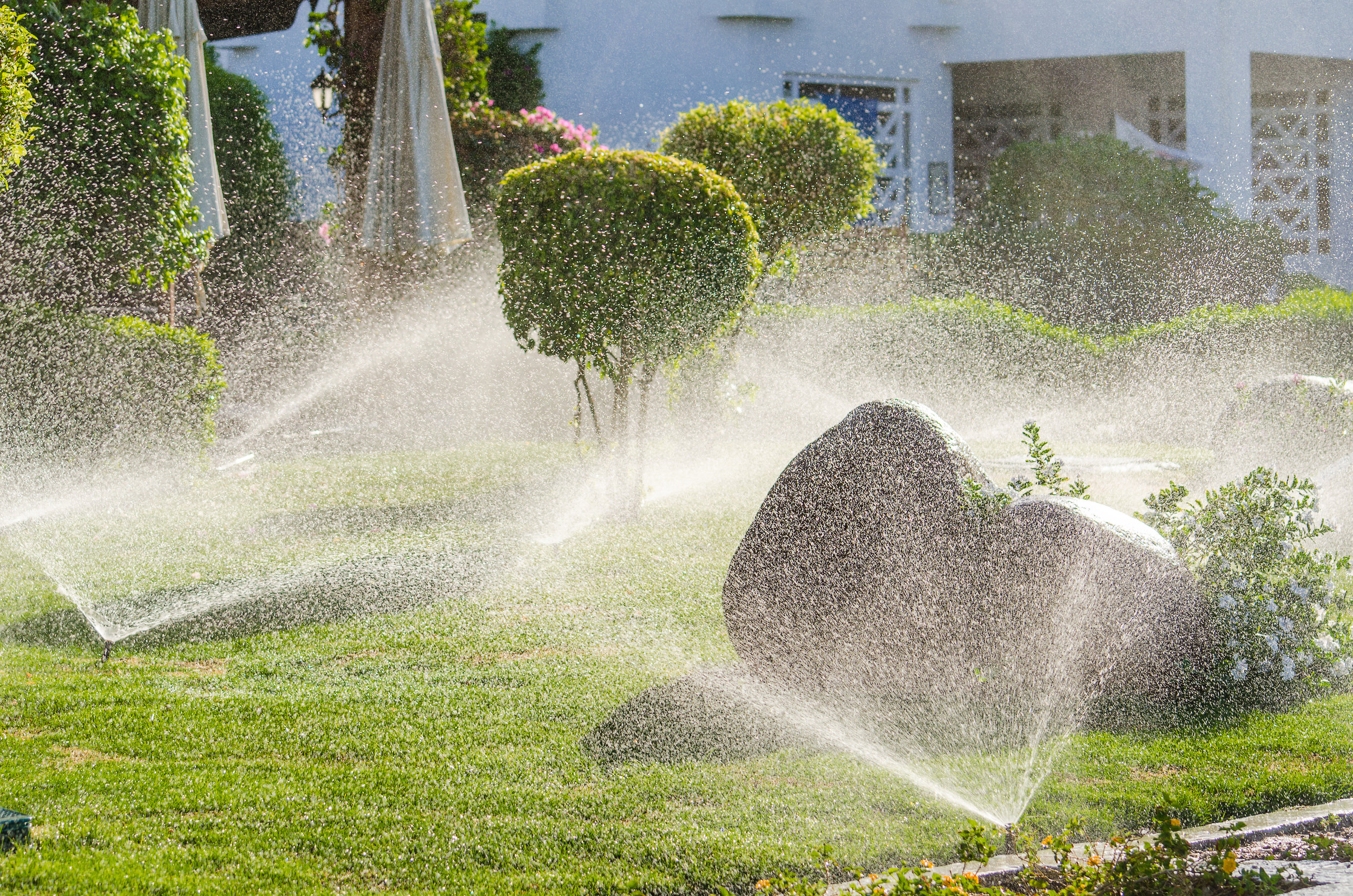Automatic Sprinkle plants in the garden. Photo for microstock